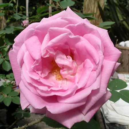 Du Jardin Francais